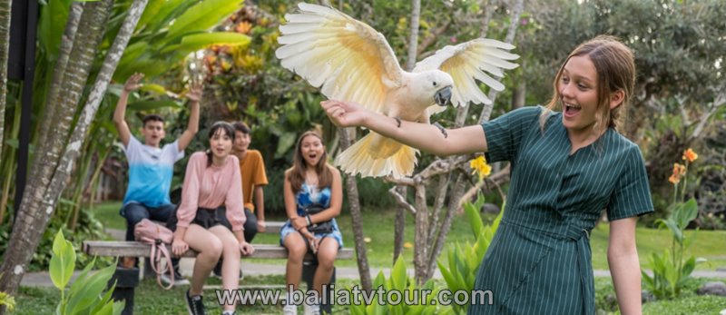 Bali ATV Ride, Bali Bird Park Tour 5