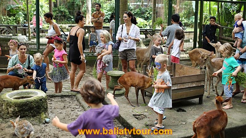 Bali ATV Ride, Bali Zoo Tour 4