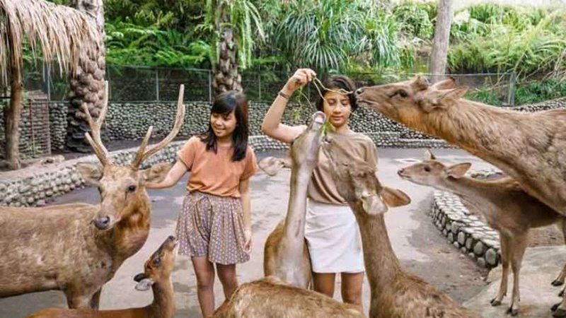 Bali ATV Ride, Bali Zoo Tour 5