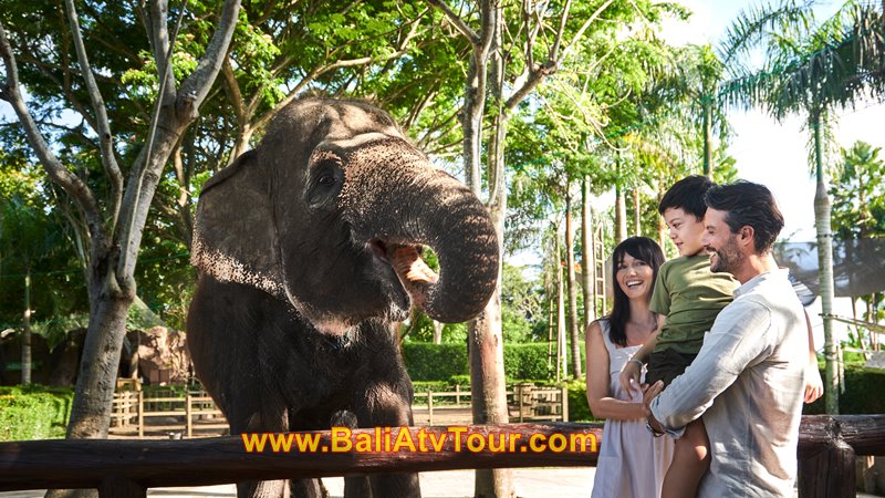 Bali ATV Ride & Breakfast with Orang Utan 5