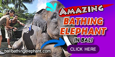 balibathingelephant-click BALI ADVENTURES 2024 7