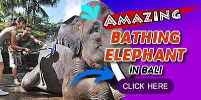 bathingelephant-click ATV Home 15